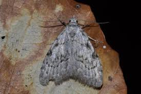 Attēlu rezultāti vaicājumam “Nola confusalis”