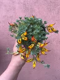 Attēlu rezultāti vaicājumam “Lotus corniculatus”