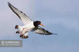 Attēlu rezultāti vaicājumam “Haematopus ostralegus”