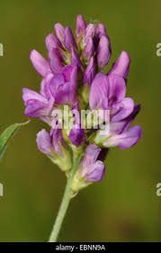 Attēlu rezultāti vaicājumam “Medicago x varia  flower”