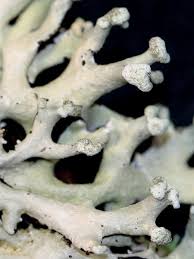 Attēlu rezultāti vaicājumam “Hypogymnia tubulosa”