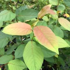 Attēlu rezultāti vaicājumam “Populus x berolinensis leaf”