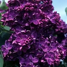 Attēlu rezultāti vaicājumam “Syringa vulgaris flower”