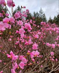 Attēlu rezultāti vaicājumam “Rhododendron sichotense flower”