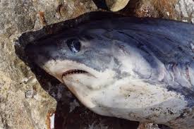 Image result for Alopias vulpinus