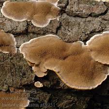 Attēlu rezultāti vaicājumam “Inonotus radiatus”