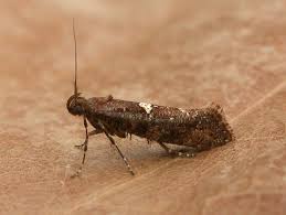 Attēlu rezultāti vaicājumam “Glyphipterigidae”