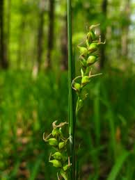 Attēlu rezultāti vaicājumam “Carex pilosa”