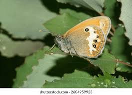 Attēlu rezultāti vaicājumam “Coenonympha arcania underside”