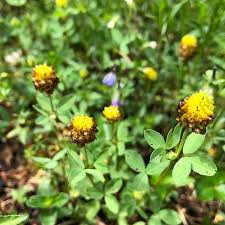 Attēlu rezultāti vaicājumam “Trifolium spadiceum flower”