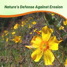 Image result for Helichrysum lindleyii