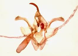 Attēlu rezultāti vaicājumam “Comatricha elegans stalked”