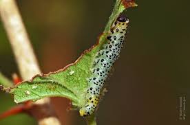 Attēlu rezultāti vaicājumam “Nematus ribesii larva”