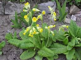 Attēlu rezultāti vaicājumam “Primula veris fruit”