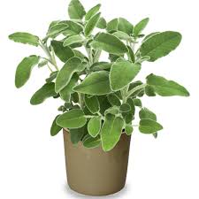 Image result for Salvia officinalis