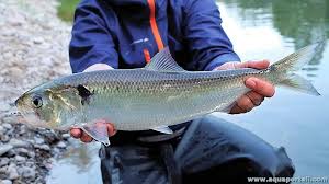 Image result for Alosa alosa