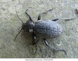 Attēlu rezultāti vaicājumam “Carabus hortensis”