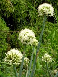 Attēlu rezultāti vaicājumam “Allium cepa”