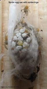 Attēlu rezultāti vaicājumam “Araneus diadematus eggs”