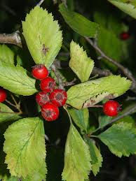 Attēlu rezultāti vaicājumam “Crataegus chrysocarpa”