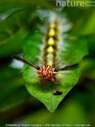 Attēlu rezultāti vaicājumam “Lasiocampidae”