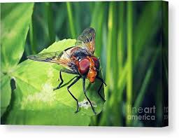 Attēlu rezultāti vaicājumam “Volucella pellucens”