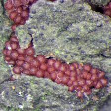 Attēlu rezultāti vaicājumam “Neonectria coccinea”