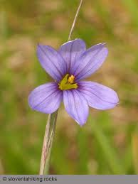 Attēlu rezultāti vaicājumam “Iridaceae”