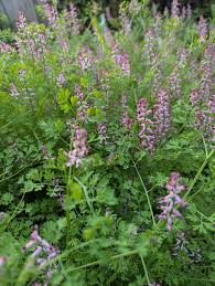 Attēlu rezultāti vaicājumam “Fumaria officinalis leaf”
