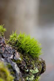 Attēlu rezultāti vaicājumam “Dicranum viride”