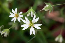 Attēlu rezultāti vaicājumam “Stellaria palustris”