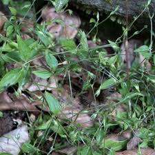 Attēlu rezultāti vaicājumam “Moehringia trinervia flower”