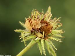 Image result for Inula hirta