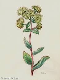 Attēlu rezultāti vaicājumam “Hylotelephium maximum”