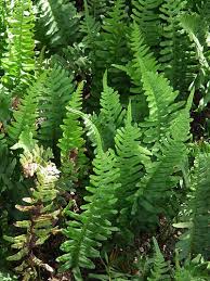 Attēlu rezultāti vaicājumam “Polypodium vulgare”