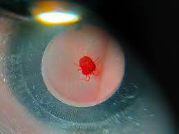 Attēlu rezultāti vaicājumam “Trombidiidae”