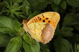 Attēlu rezultāti vaicājumam “Argynnis laodice female”