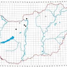Attēlu rezultāti vaicājumam “Fissidens arnoldii sporophyte”