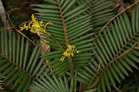 Image result for Calamus nodosus