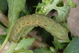 Attēlu rezultāti vaicājumam “Hadula trifolii larva”