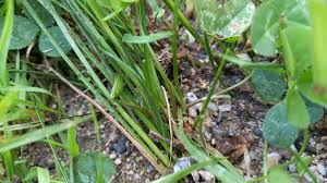 Attēlu rezultāti vaicājumam “Cyperus fuscus fruit”