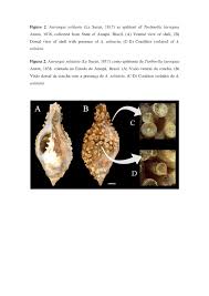 Attēlu rezultāti vaicājumam “Tubifera applanata sessile”