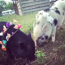 Image result for Weybridge Equestrian Centre