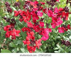 Image result for Cheiranthus cheiri