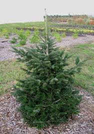 Attēlu rezultāti vaicājumam “Abies alba”