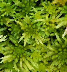 Attēlu rezultāti vaicājumam “Sphagnum riparium”