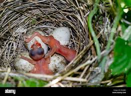 Attēlu rezultāti vaicājumam “Sylvia borin nest”