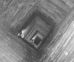 Image result for Chaetura pelagica