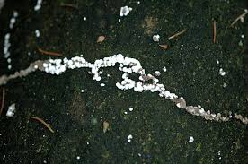 Attēlu rezultāti vaicājumam “Diderma testaceum”