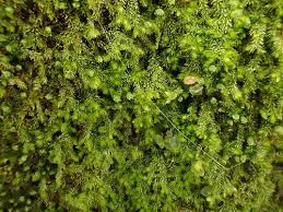 Attēlu rezultāti vaicājumam “Blepharostoma trichophyllum”